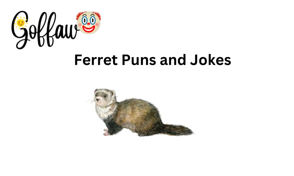 Ferret Puns and Jokes