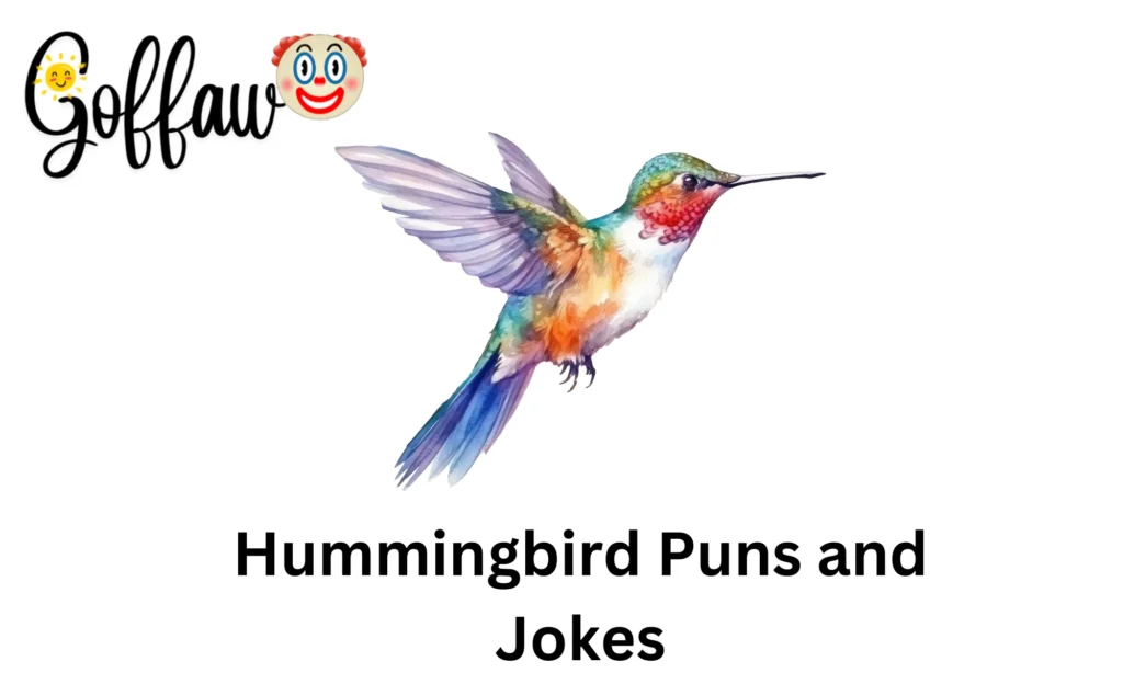 Hummingbird Puns and Jokes