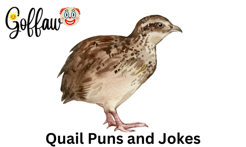 Quail Puns and Jokes