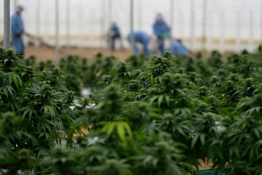 Medical Cannabis vs. Recreational Cannabis: The NJ Legalization Divide